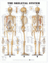 ANAT Chart, Skeletal System, Plastic Laminate Chart