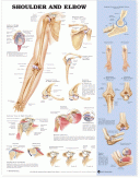 ANAT Chart, Shoulder and Elbow, Styrene Chart, 20"x26"