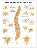 ANAT Chart, The Vertebral Column, Styrene, 20"x26"