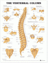 ANAT Chart, The Vertebral Column, Styrene, 20"x26"