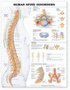 ANAT Chart, Human Spine Disorders, Styrene, 20"x26"