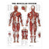 ANAT Poster, Muscular System, 20"x26", Laminated