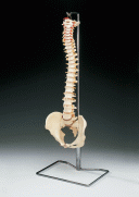 ANAT Budget Vertebral Column With Stand